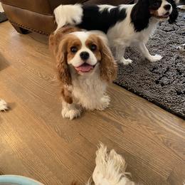 Black Russian Terrier and Cavalier King Charles Spaniel Puppies from Ocean Gem & Guardian Bears