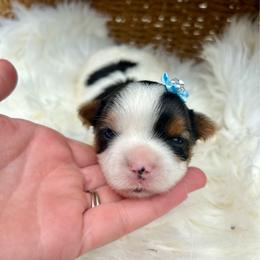 Boy 1 - Black tan and white male Biewer Terrier puppy in Winslow, Arkansas from Morning Glory Puppies