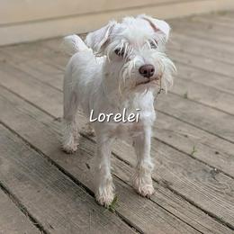 Lorelei - Miniature Schnauzer