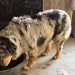 Bo and Reece - Blue merle male Australian Shepherd puppy in Shepherdsville, Kentucky from Annie's Aussies