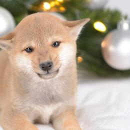 Boy 4 🩵 Red Boy - Red male Shiba Inu puppy in Neosho, Missouri from Sunny Terrace Shibas