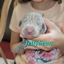 Jellybean - Silver gray female Weimaraner puppy in Kingwood, Texas from Desert Rose Weimaraners