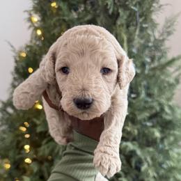 Prince Dasher. - Cream male Poodle puppy in Houston, Texas from The Standards
