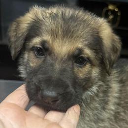 Blue - Sable male German Shepherd puppy in Lebanon, Pennsylvania from East Coast k9's