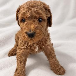 Light pink girl - Red  female Goldendoodle puppy in Vian, Oklahoma from Dog Days Doodles