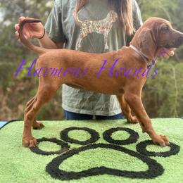Dixie - Red female Redbone Coonhound puppy in Mount Pleasant, Texas from Harmons Hounds