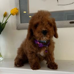 Donny - Red male Cavapoo puppy in Los Angeles, California from Myles Barnum