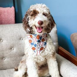 Dutton - Goldendoodle