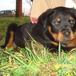 Rottweiler Puppies from Vom Gryphonberg