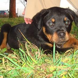 Rottweiler Puppies from Vom Gryphonberg