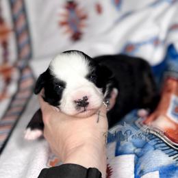 Snuggles - Black tri female Toy Australian Shepherd puppy in Liberty Hill, Texas from Pistol Paws Aussies