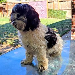Jack Sparrow - Companion Cross puppy from Puppies Full of Love