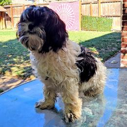 Jack Sparrow - Companion Cross puppy from Puppies Full of Love