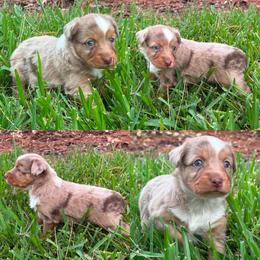 Red Merle female - Red merle female Toy Australian Shepherd puppy in Brooker, Florida from Honey, I Shrunk the Aussies
