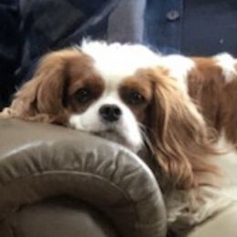 Jane - Cavalier King Charles Spaniel