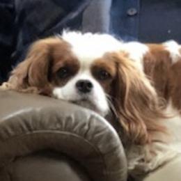 Jane - Cavalier King Charles Spaniel