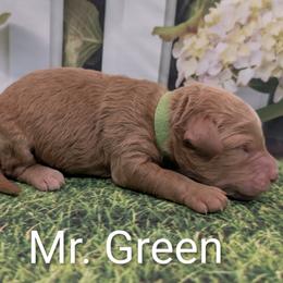 Mr Green - Apricot male Goldendoodle puppy in Lebanon, Pennsylvania from Robertson's Retrievers and Doodles