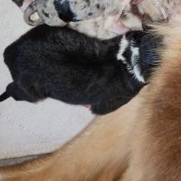 Girl 1 - Black tri-color female Australian Shepherd puppy in Luther, Michigan from Pine River Australian Shepherds