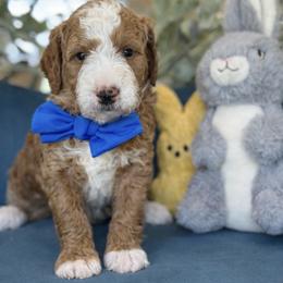 Leo - Red  male Goldendoodle puppy in Yuciapa, California from AlltheDoodlez_