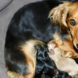 Dachshunds and Golden Retrievers from Mount Calm Golden Retrievers