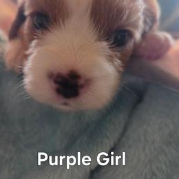 Purple Girl - Blenheim female Cavalier King Charles Spaniel puppy in Forest Lake, Minnesota from Northern Lights Goldens