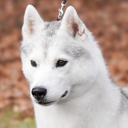 Enya - Siberian Husky