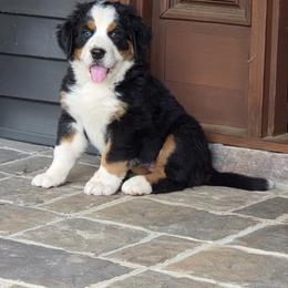 Isabella - Black tan and white female Bernese Mountain Dog puppy in Gaffney, South Carolina from Circle D Farms