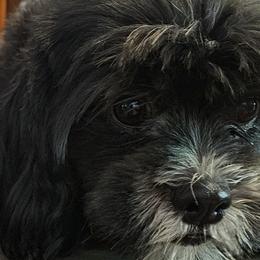 Mellow - Lhasa Apso
