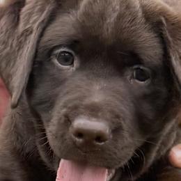 Labrador Retrievers from Kelly Haven Labs