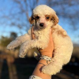 Ham - Parti male Poodle puppy in Greeneville, Tennessee from Smokey Mountain Sheepadoodles