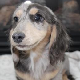 Navy - Dachshund