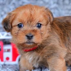 Shih Tzu and Shorkie Puppies from Nana's Happy Pups