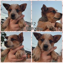 Girl 2 - Red speckled female Australian Cattle Dog puppy in Bradford, Arkansas from Cedar Rock Heelers and Kelpies