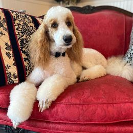 Tessa - Poodle