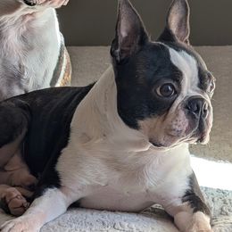 Mac - Boston Terrier