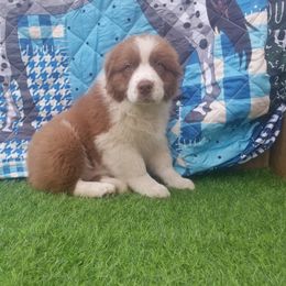Australian Shepherd Puppies from Sarco Creek Ranch