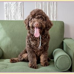 Chestnut - Brown and tan male Cockapoo puppy in Connersville, Indiana from Deaz Doodle Ranch