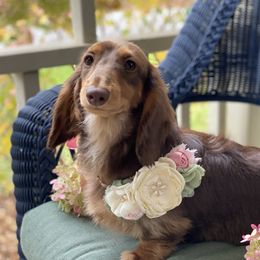 Haven - Dachshund