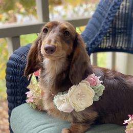 Haven - Dachshund