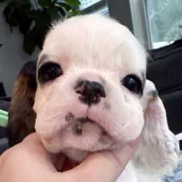 Boy 1 - Black white and tan male Cocker Spaniel puppy in Texas from Sisu Cockers
