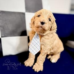 Rocket - Cream male Goldendoodle puppy in Evans, Georgia from Have-a-Doodle Hill
