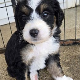 Yellow girl - Tri-color female Bernedoodle puppy in Taft, Tennessee from McGraw's Fetching Pups