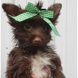 Girl 2 - Liver female Yorkshire Terrier puppy in Marion Station, Maryland from Anna's Yorkie Treasures