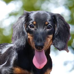 Zora - Black and tan female Dachshund puppy in Azle, Texas from American Dachshunds