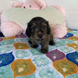 Cream brindle boy-Teddy - Brindle male Dachshund puppy in Wolf Lake, Indiana from Canisteo Dachshunds