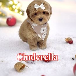Cinderella - Apricot female Maltipoo puppy in Buford, Georgia from Petite Posh Puppies