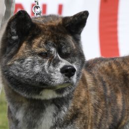Japanese Akitainus from Fukunaga Kennels Japanese Akitainu