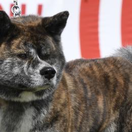 Japanese Akitainus from Fukunaga Kennels Japanese Akitainu