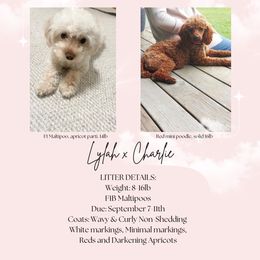 Maltipoo puppies from Pnwfamilydoodles