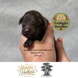 Black Trumpet - Salmon Collar - Chocolate female Goldendoodle puppy in Garland, Texas from Twilight Doodles